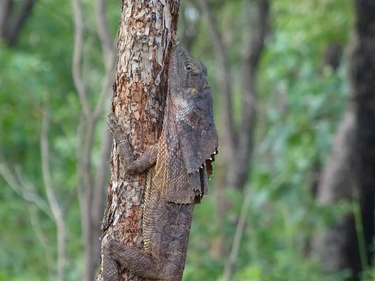 Frilled lizard watching from a tree trunk in woodland