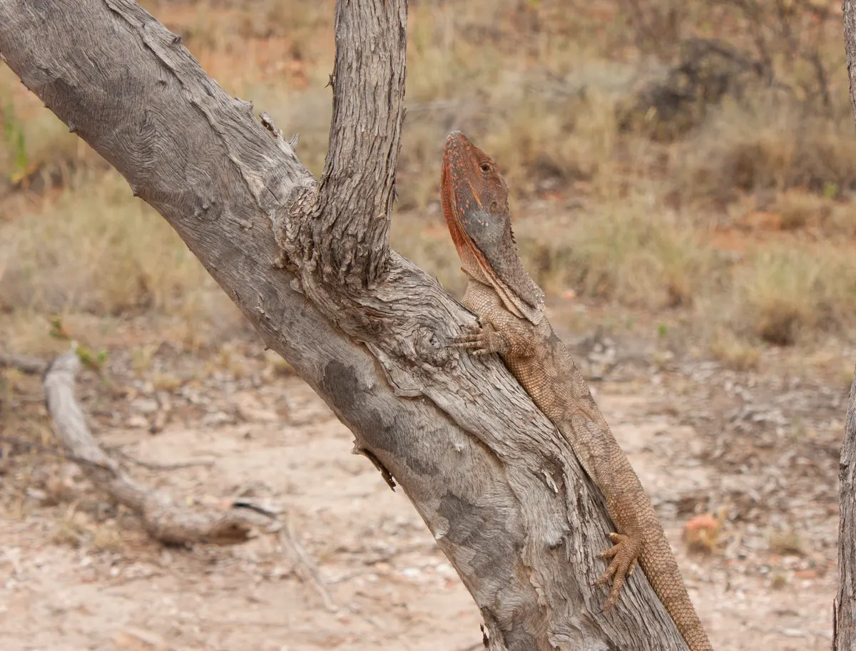 Frilled lizard resting on a sloping tree trunk in dry woodland