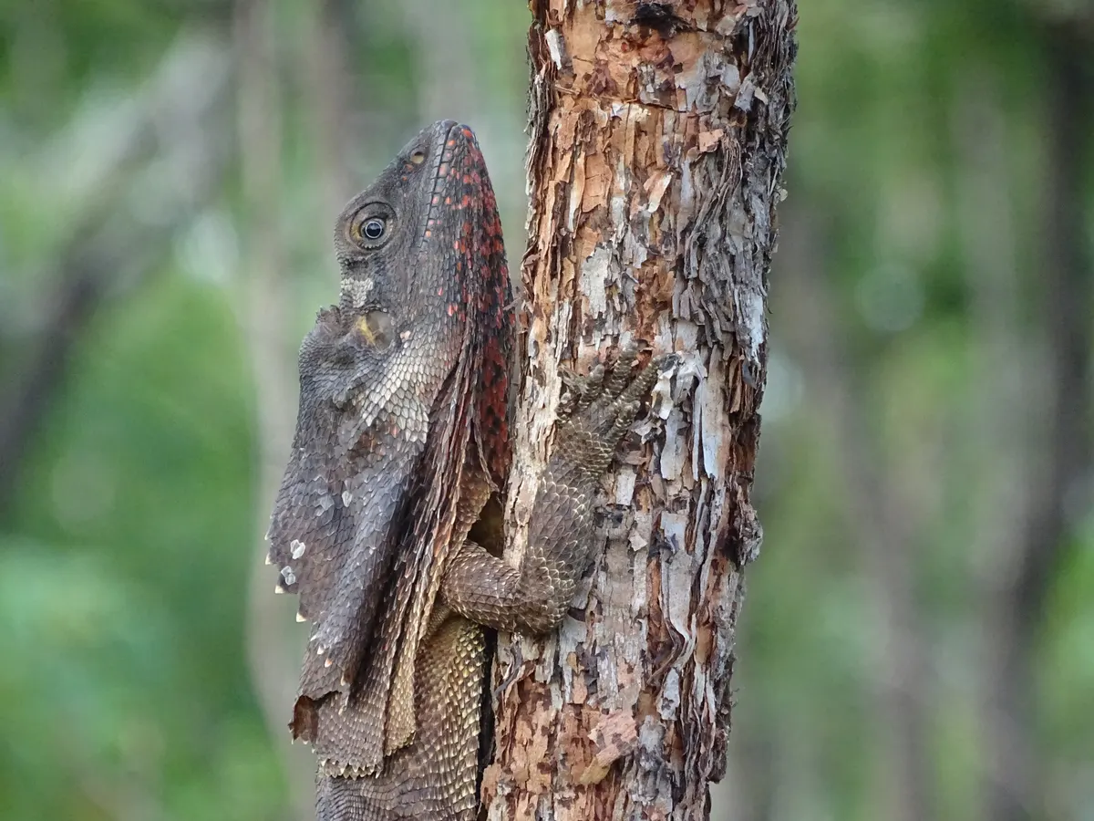 Frilled lizard resting on a tree trunk in open woodland