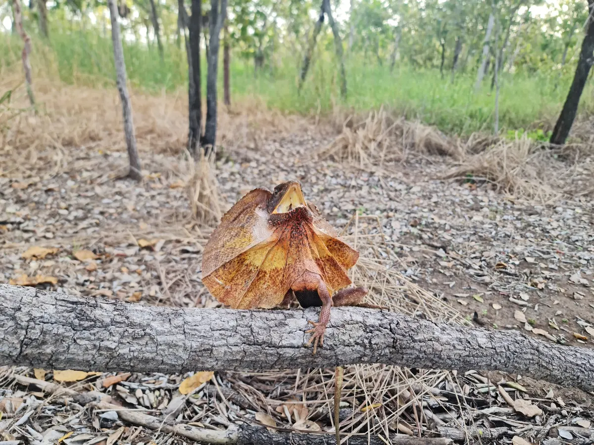Frilled lizard clinging to a tree in dry northern Australian woodland