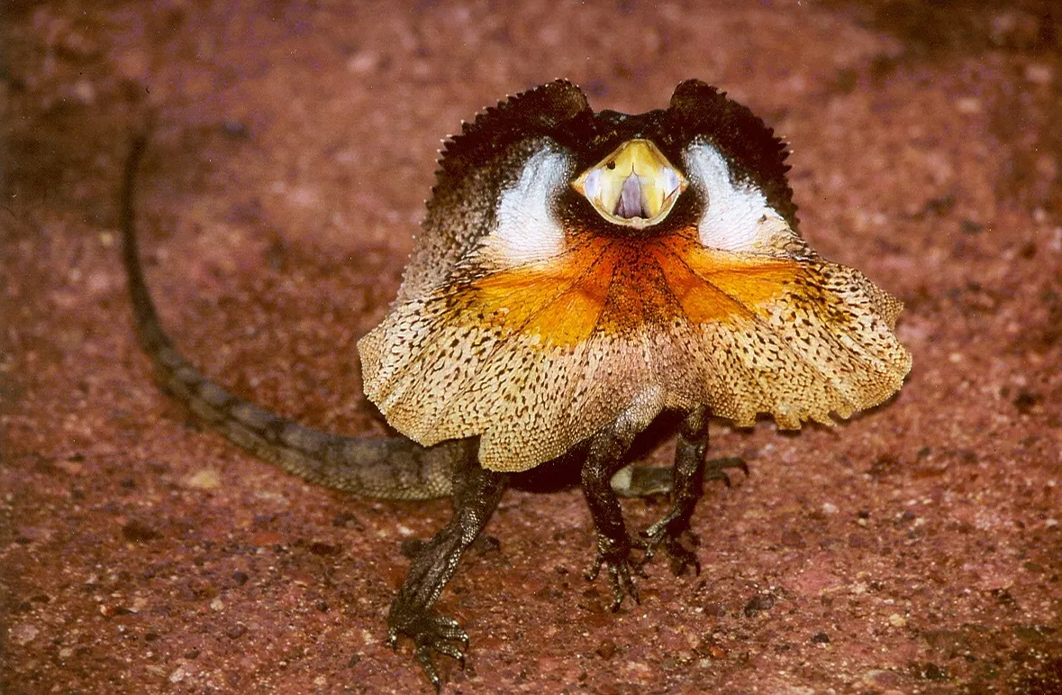 Frilled lizard facing forward with its orange neck frill fully spread