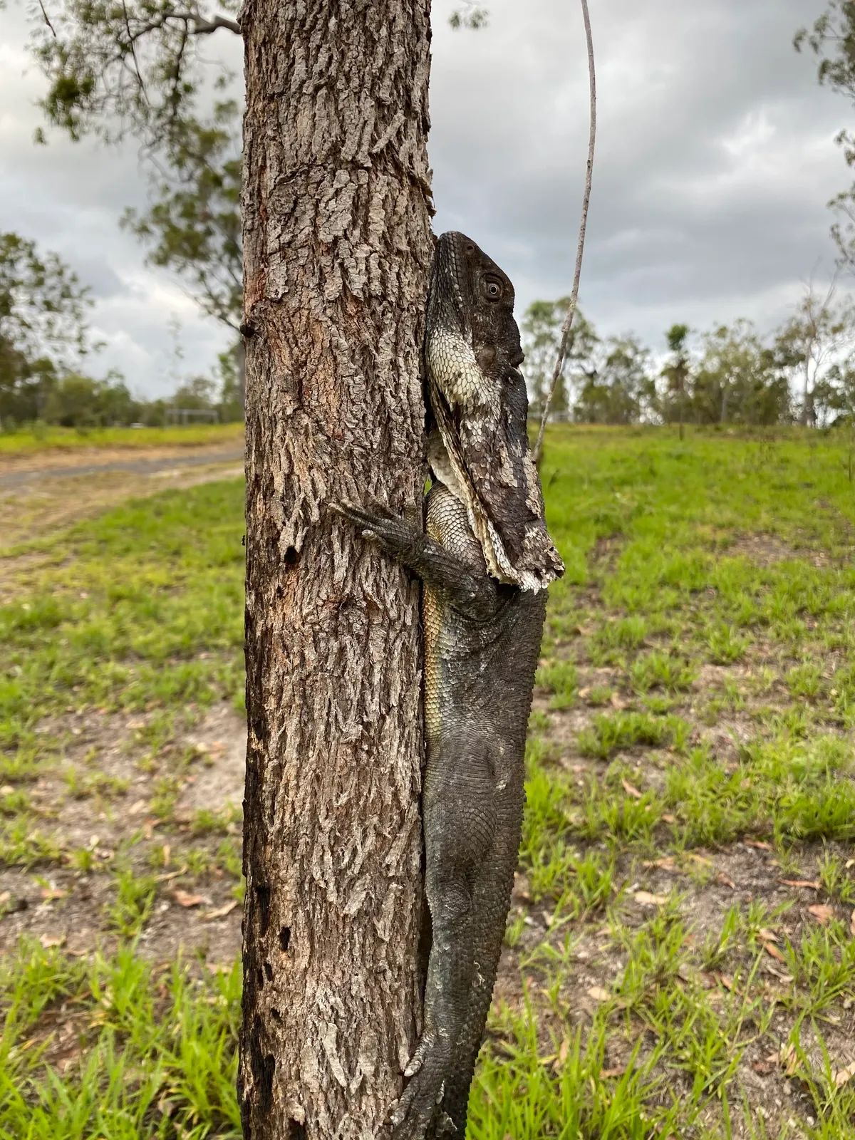 Frilled lizard resting on a tree branch with its frill folded