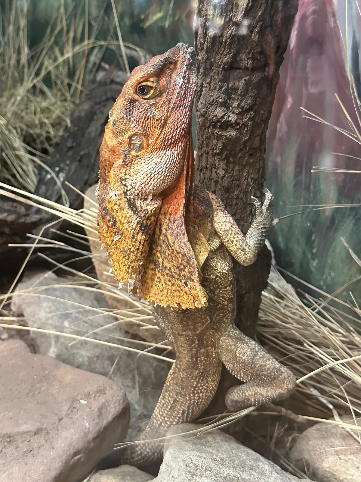 Frilled lizard with its neck frill fully extended in a defensive display