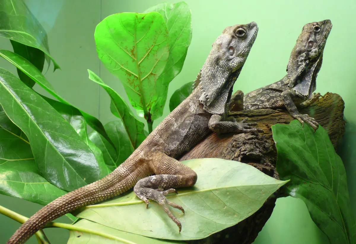Agamidae Animals