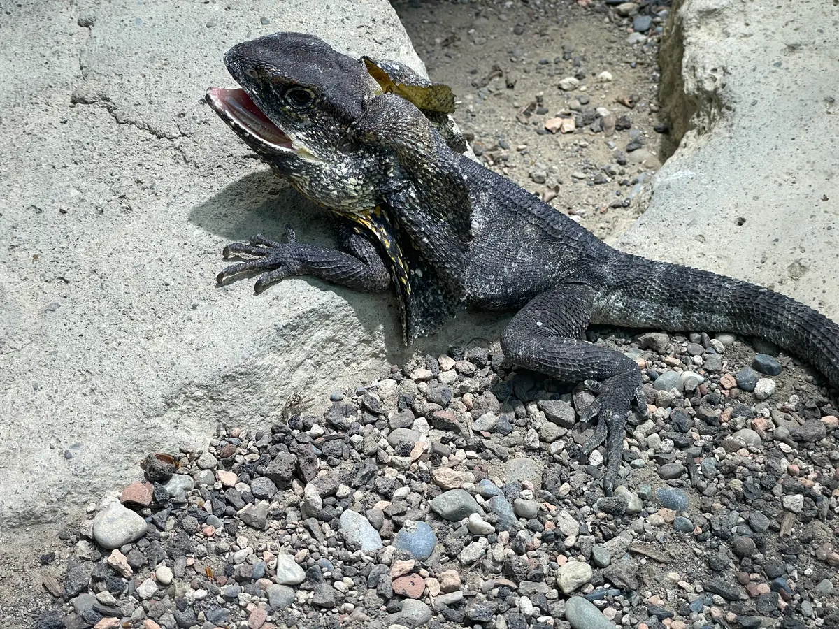 A Frilled Lizard traveling across its geographic range