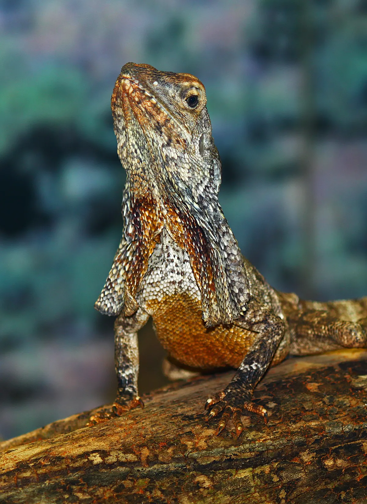A photo showing the size of a Frilled Lizard