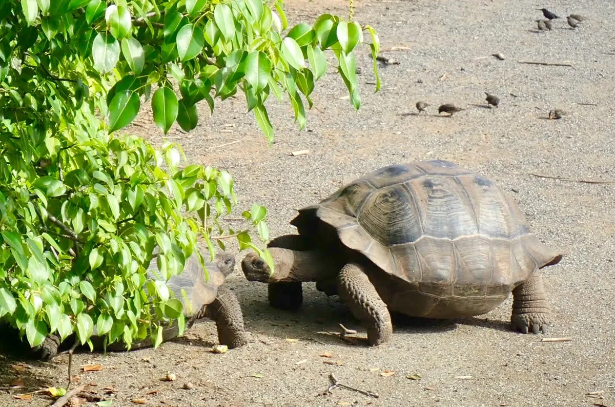 A small juvenile Galapagos giant tortoise walking on volcanic soil