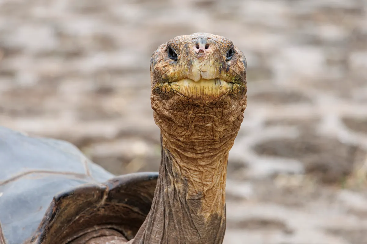 Close-up of a giant tortoise's wrinkled head and neck, showing its scale-like skin