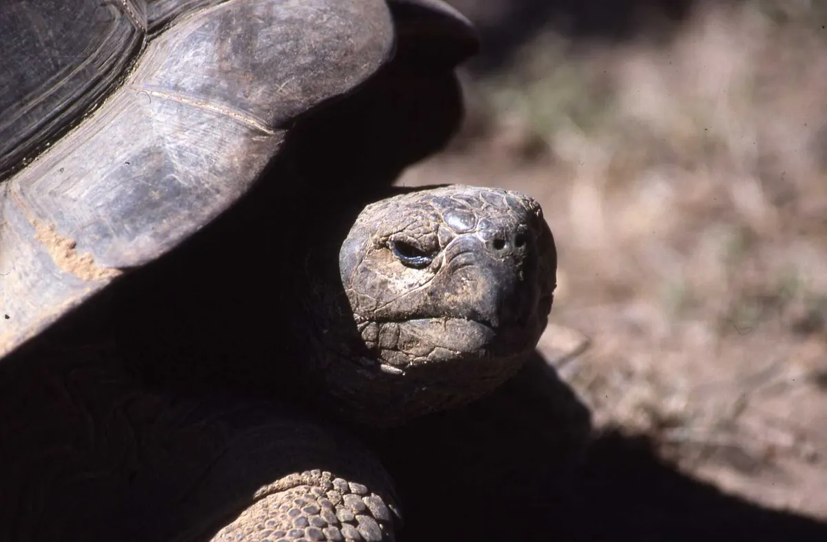 A young Galapagos tortoise feeding on green plants
