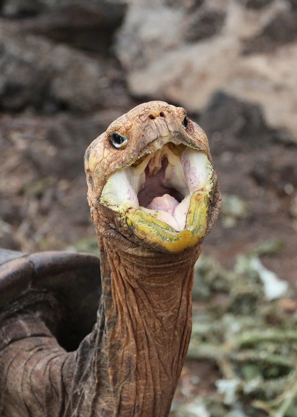 A giant tortoise feeding on fallen fruits and foliage