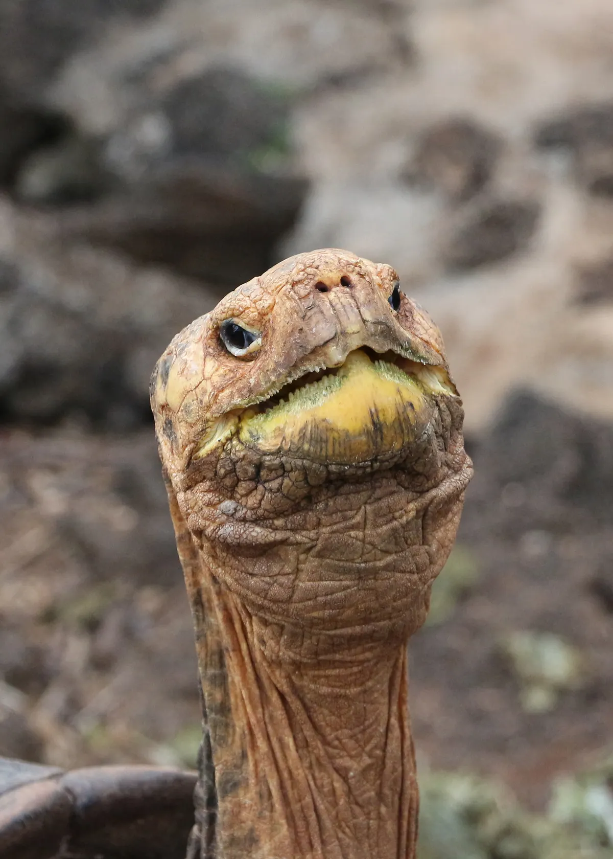 Two giant tortoises resting near each other