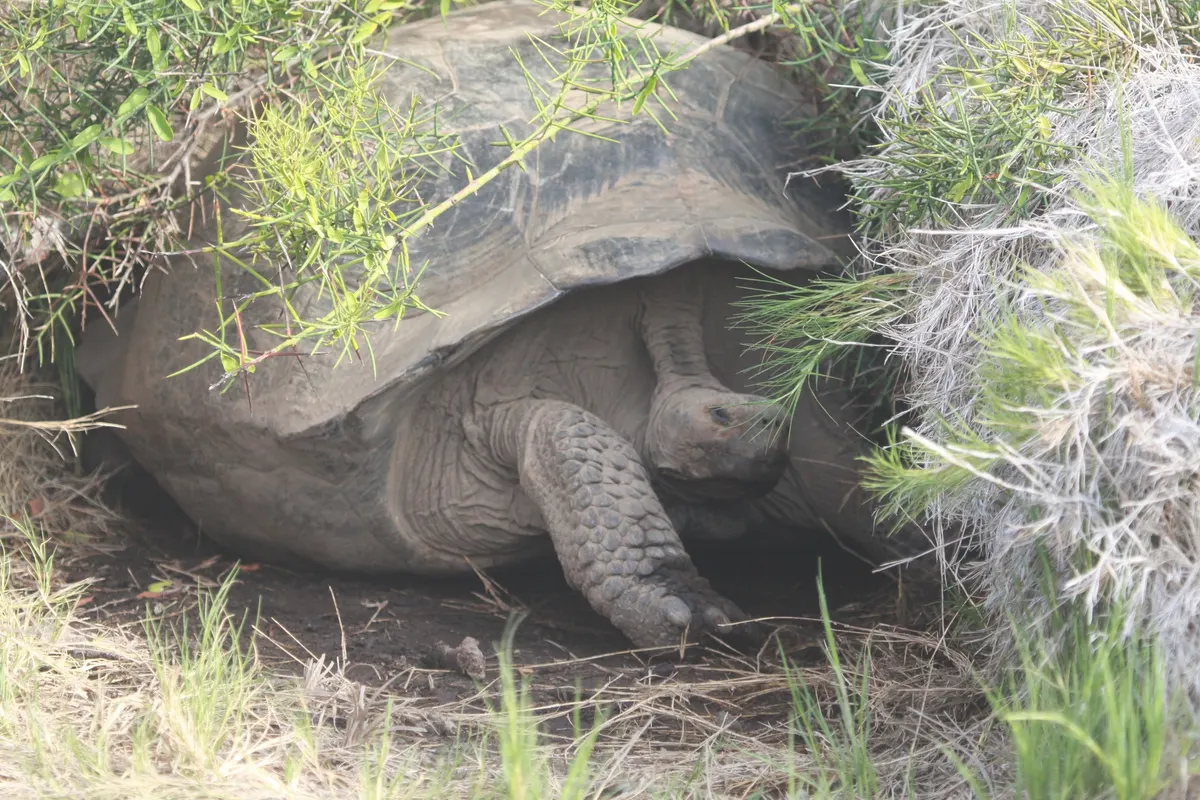 A giant tortoise in a humid upland meadow