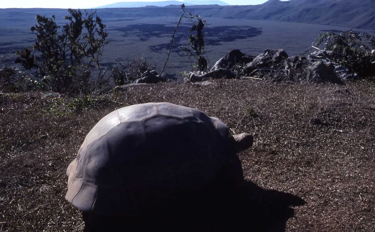 A giant tortoise moving along a dirt path