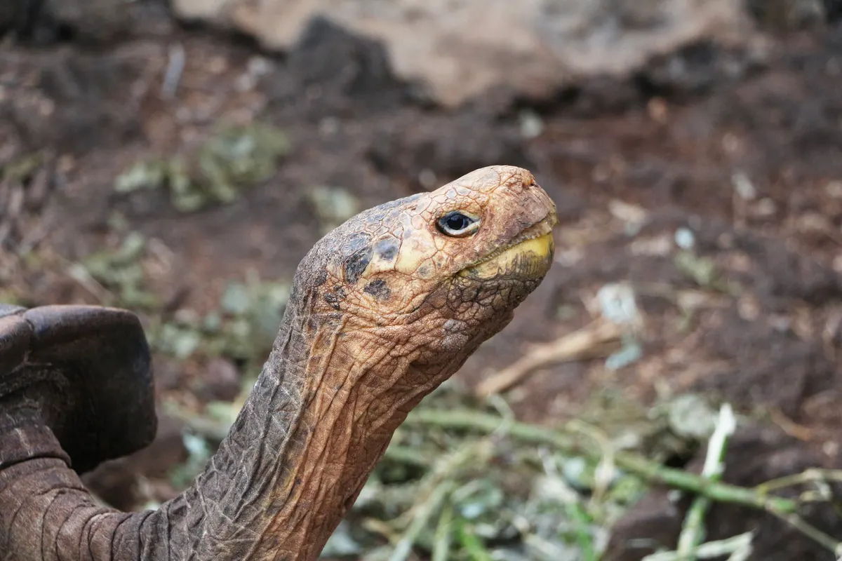 A Galapagos giant tortoise feeding on green plants and grass