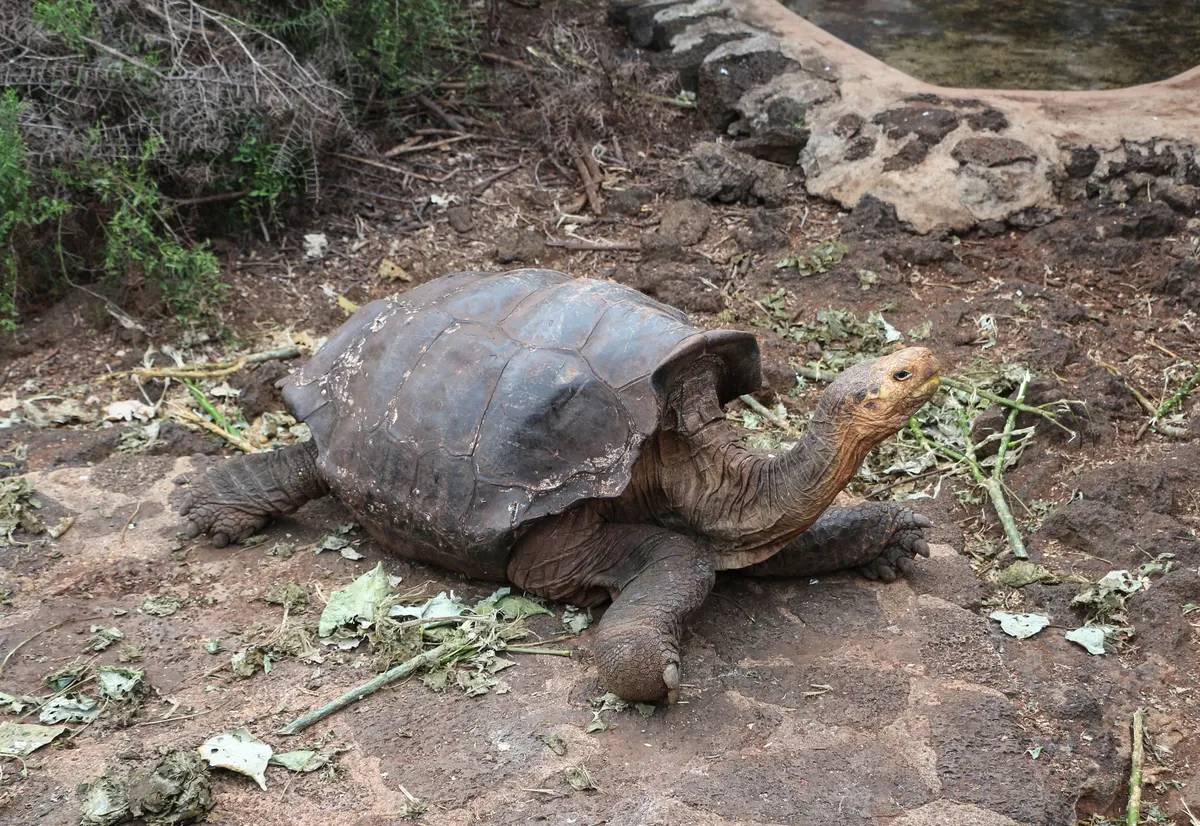 A group of giant tortoises gathered in a grassy clearing near trees