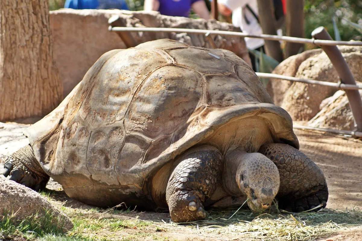A Galapagos giant tortoise stretching its long neck to reach leaves