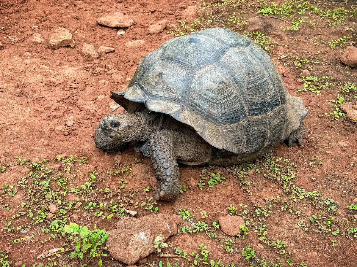 A giant tortoise cooling off in a muddy water wallow
