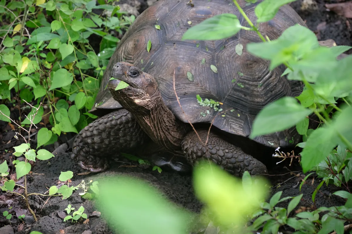 A massive adult Galapagos giant tortoise standing in grassy green vegetation