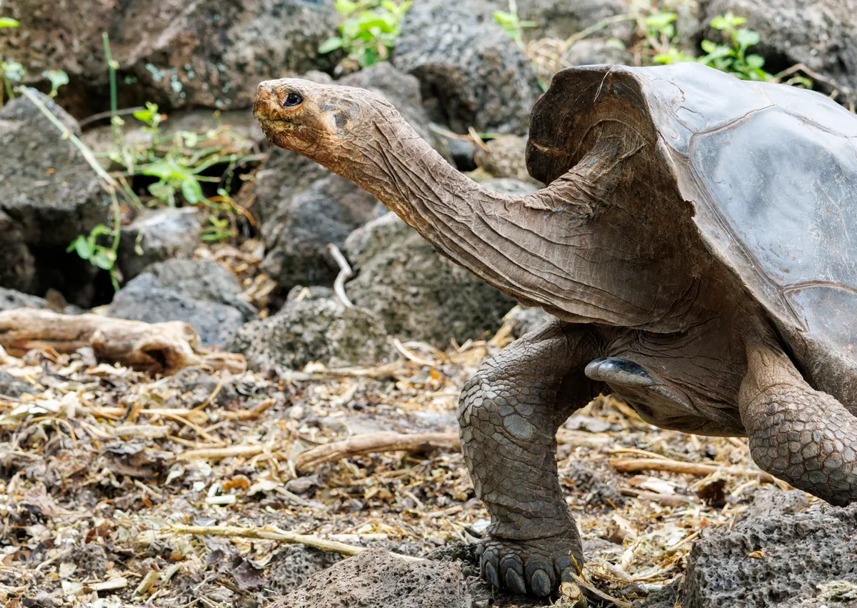 A giant tortoise walking slowly with legs extended on volcanic soil