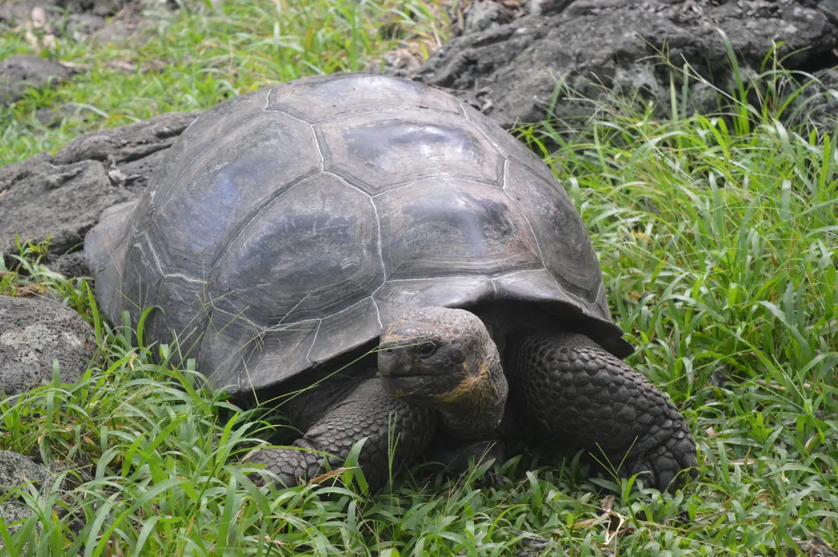 A massive Galapagos tortoise standing in a field next to a fence, showcasing its enormous size