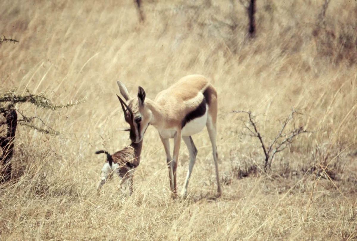 Young gazelle fawn beside its mother in grass