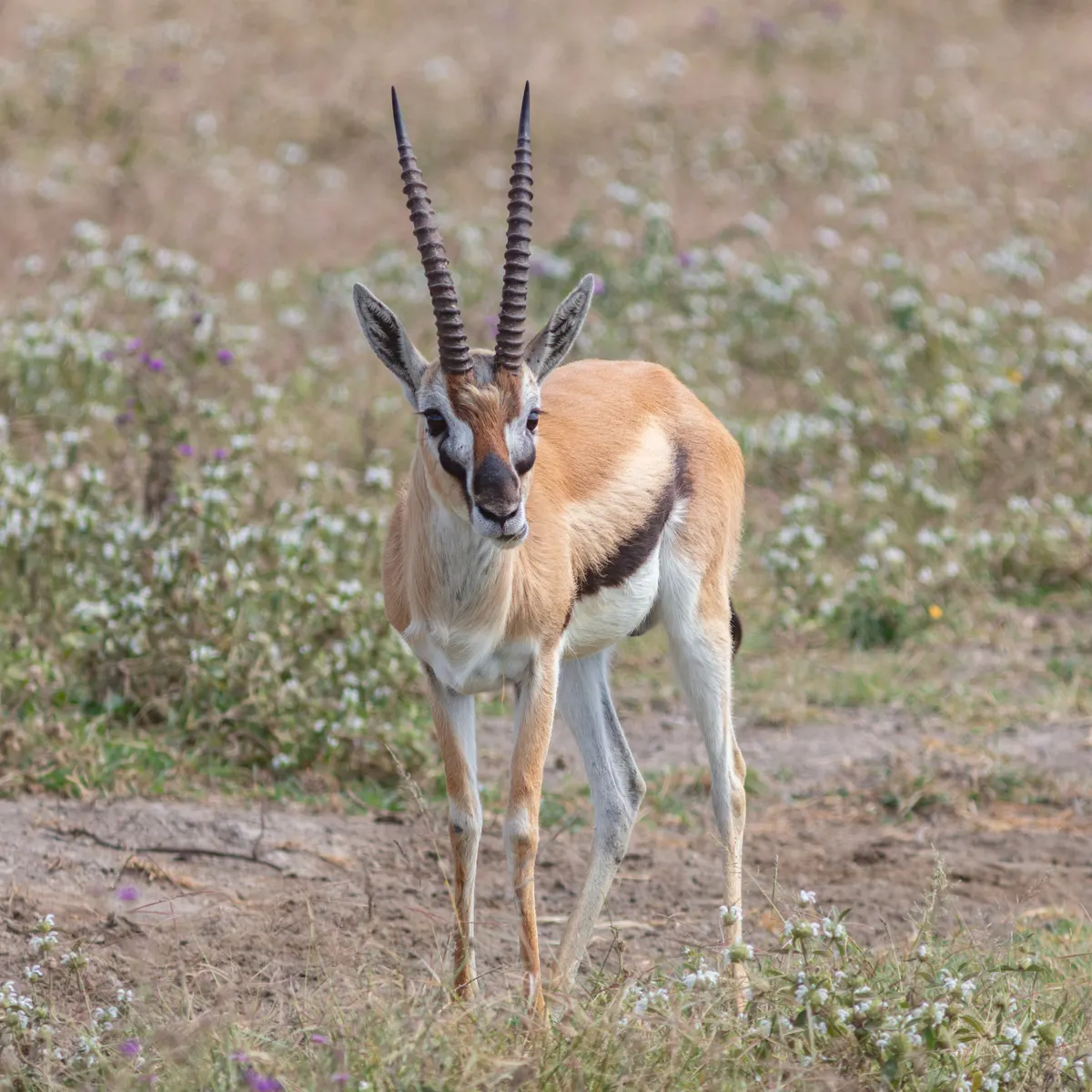 Close-up Thomson's gazelle face with alert ears