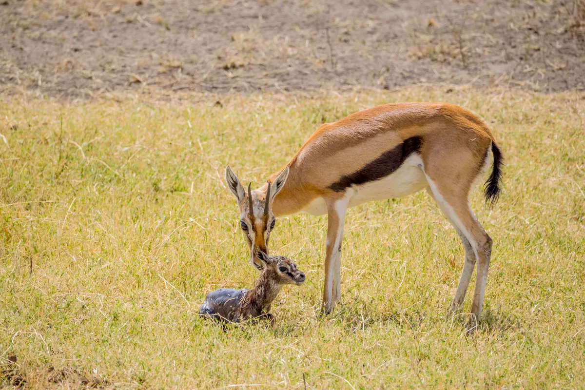 Newborn Thomson's gazelle calf standing soon after birth