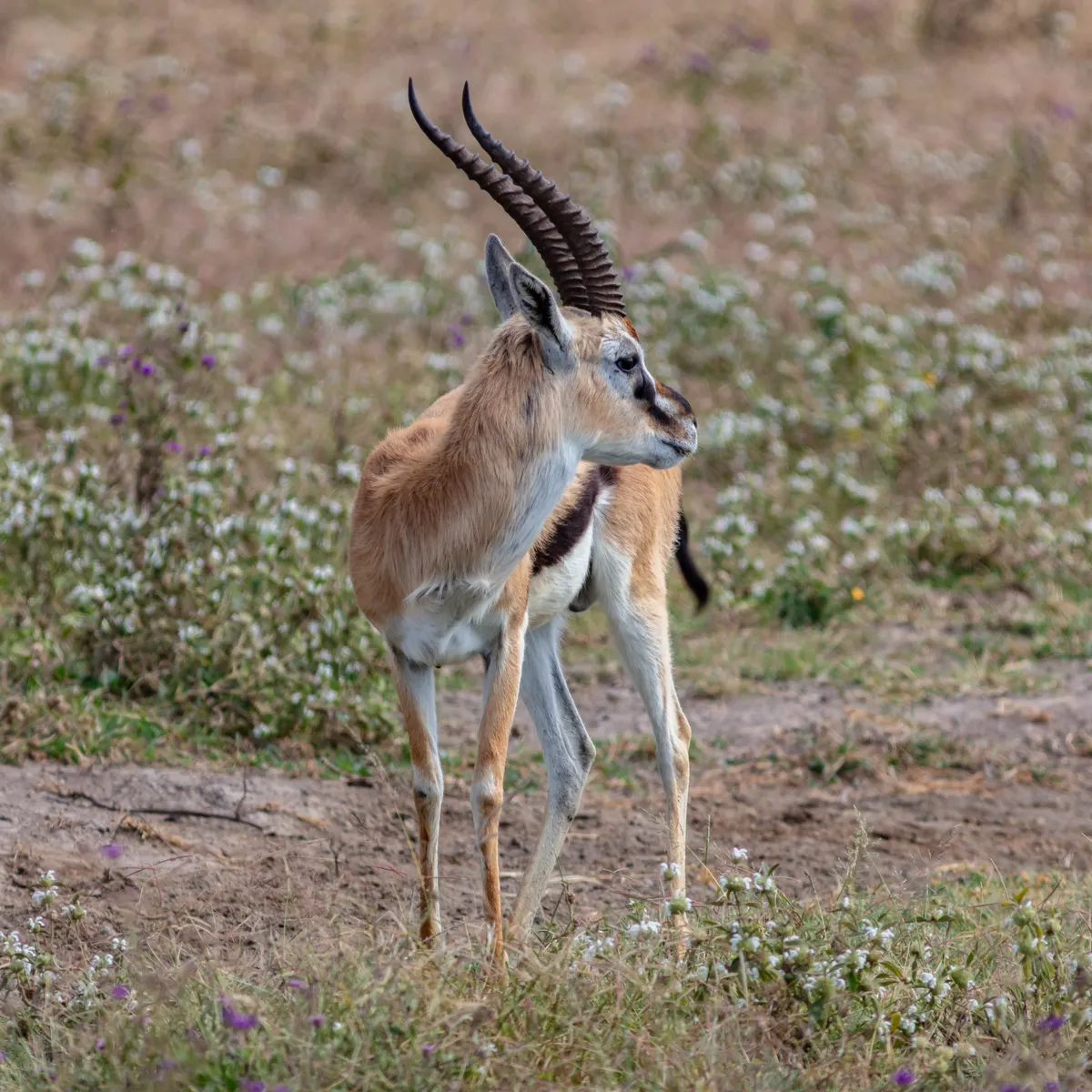 Gazelle head showing horns eyes and narrow muzzle
