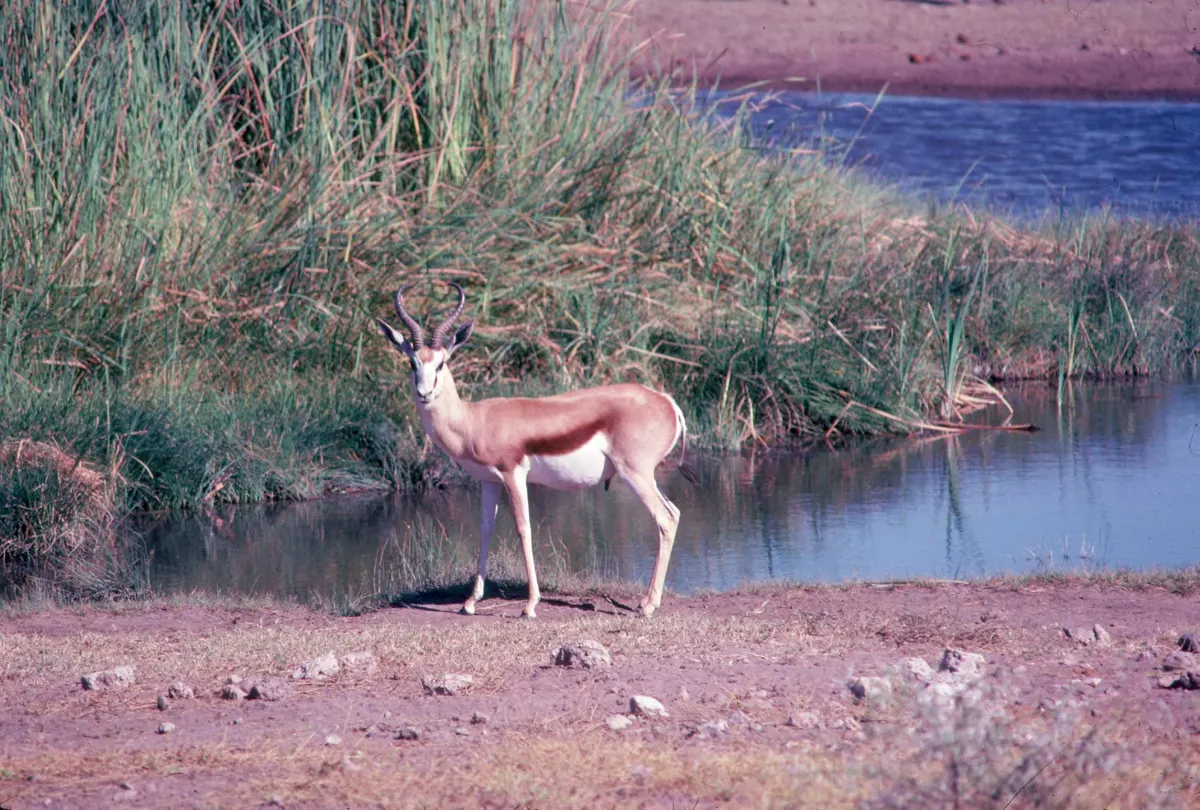 Gazelle lowering its head to browse in open country