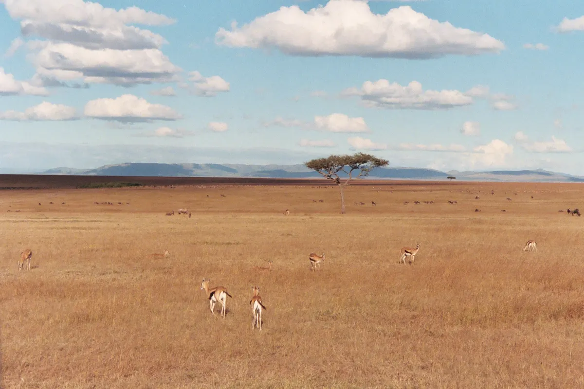 Small group of gazelles scattered across the plain