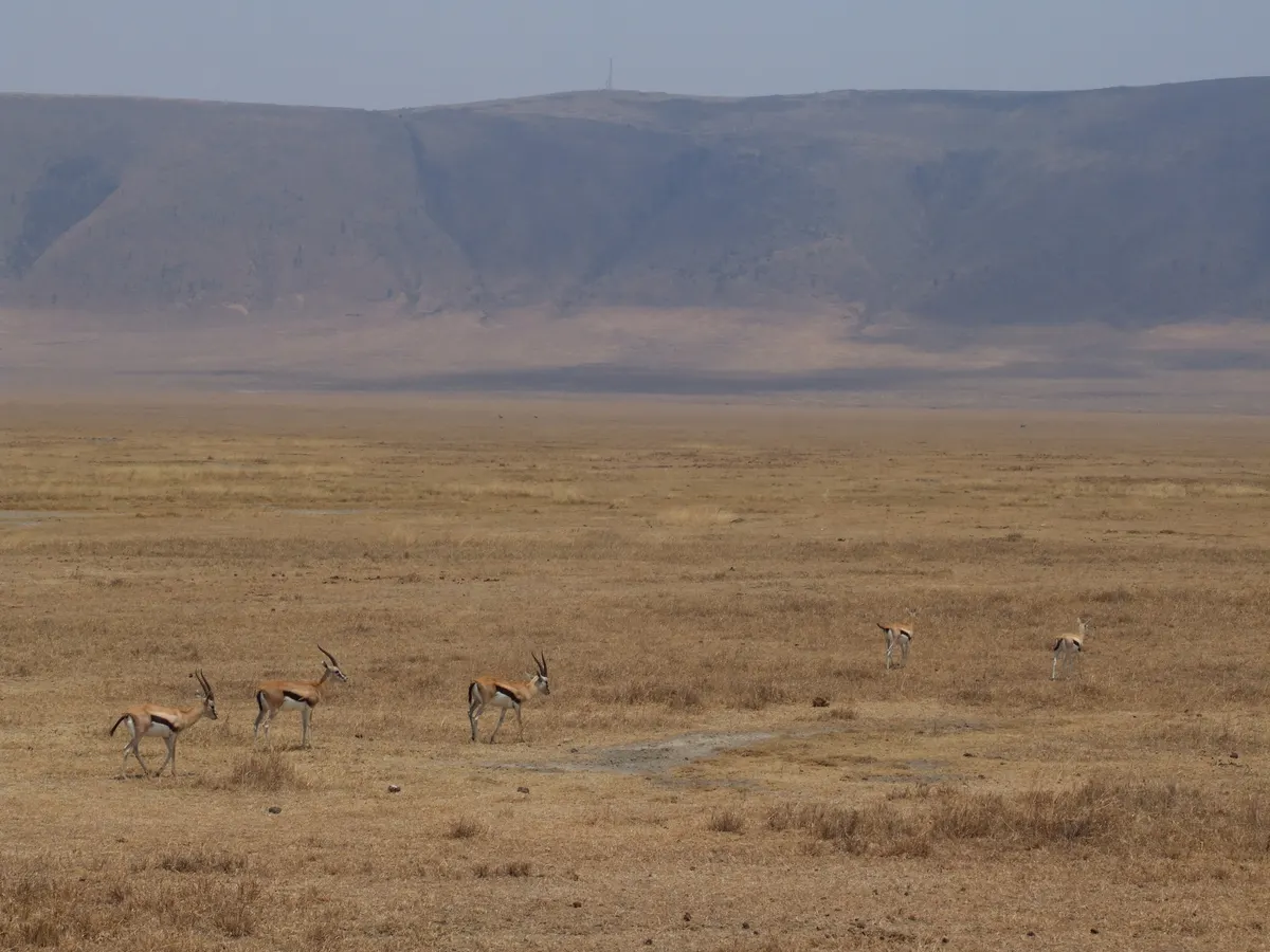 Gazelle in short grass under a wide sky