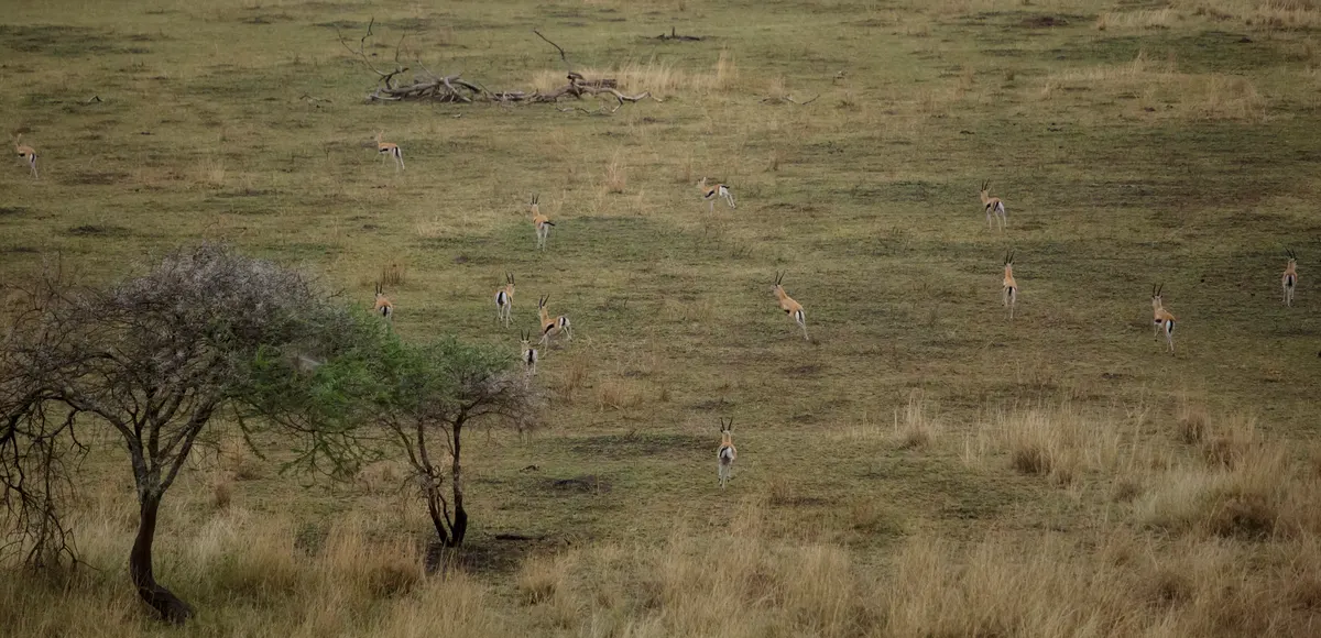 Gazelles moving across a broad Serengeti plain