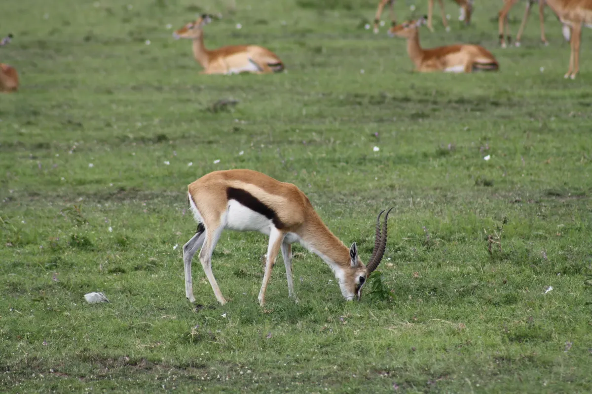 Thomson's gazelle feeding close to the ground
