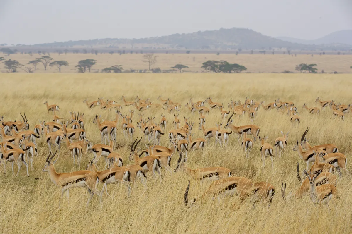 Several Thomson's gazelles standing together