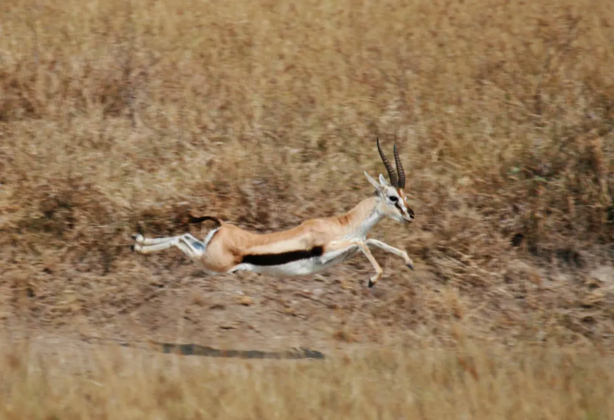 Thomson's gazelle leaping while it runs
