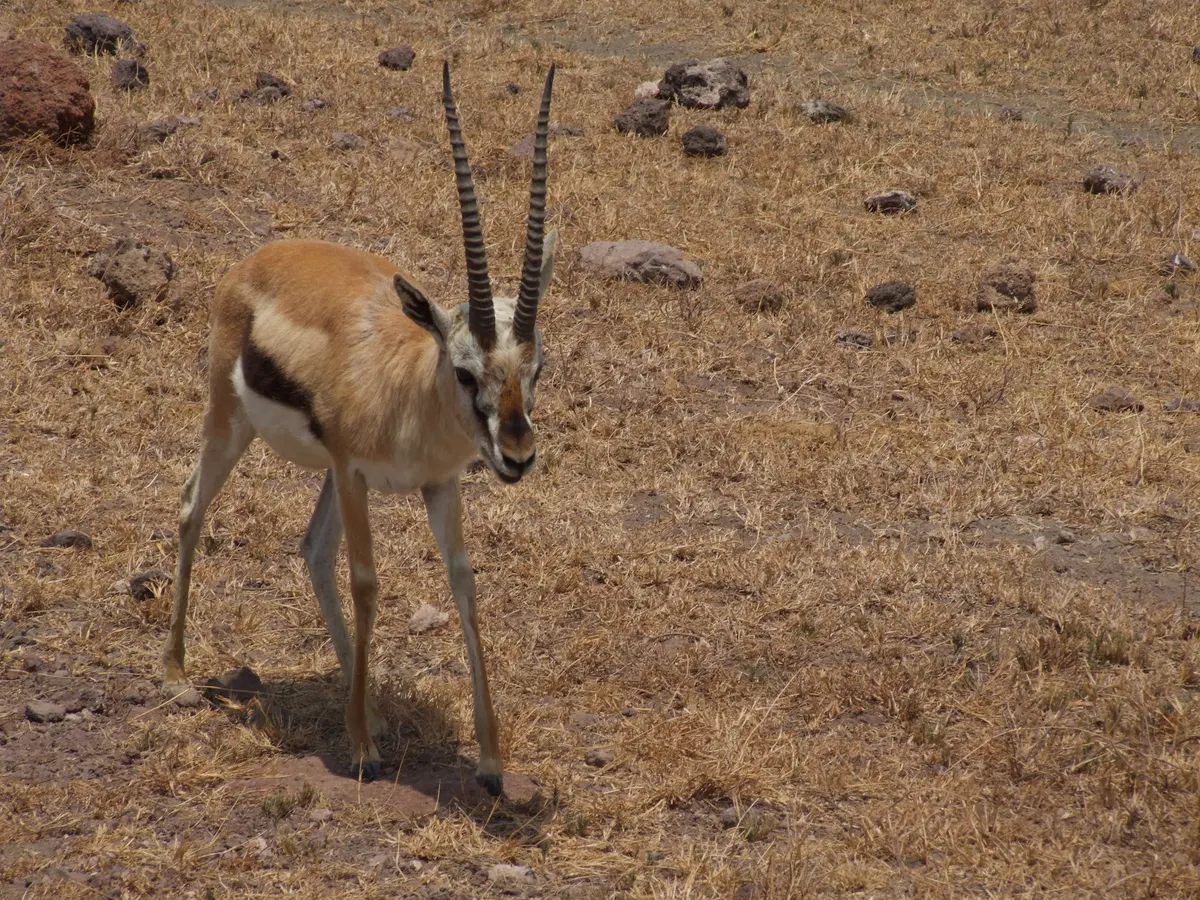 Gazelle standing in wide grassland habitat