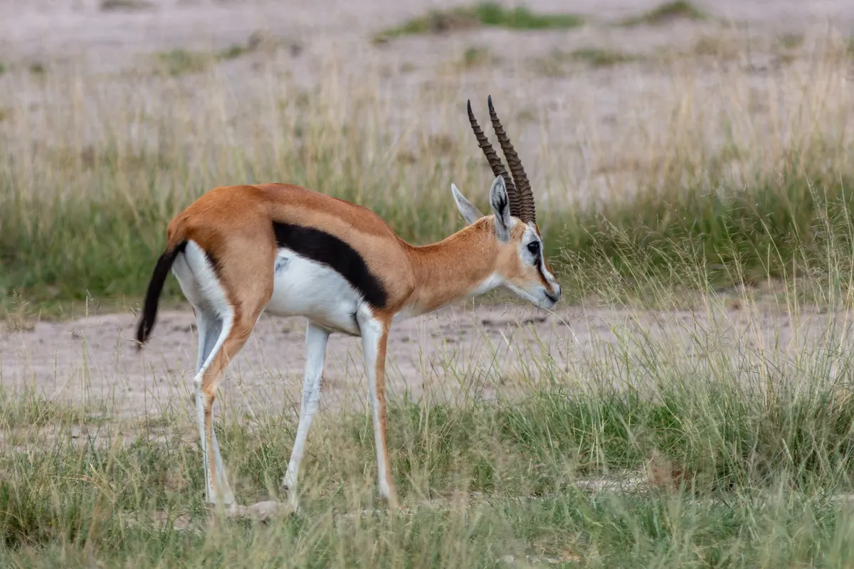 Adult Thomson's gazelle standing alert in open habitat