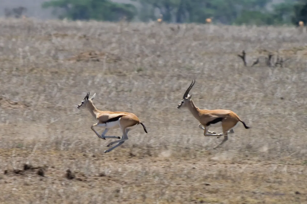 Thomson's gazelle in open Serengeti grassland