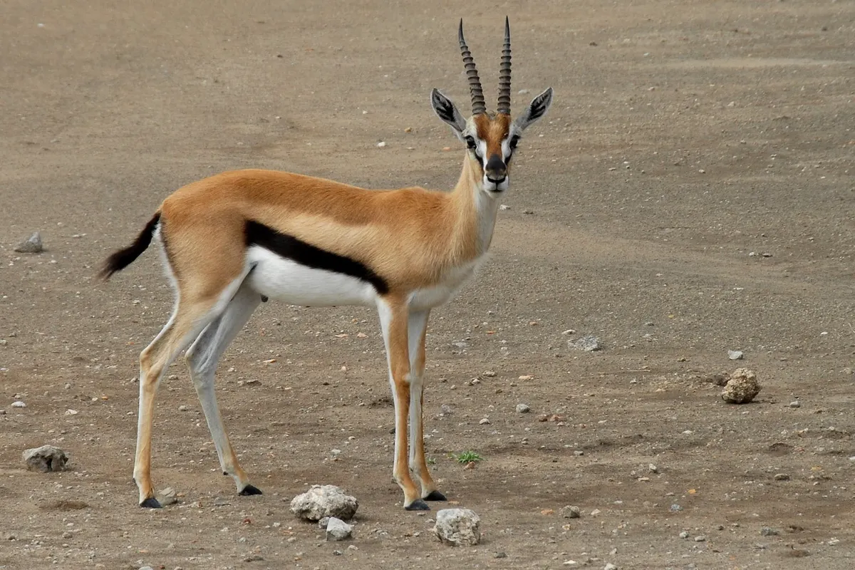 Full-body Thomson's gazelle showing slim legs and horns