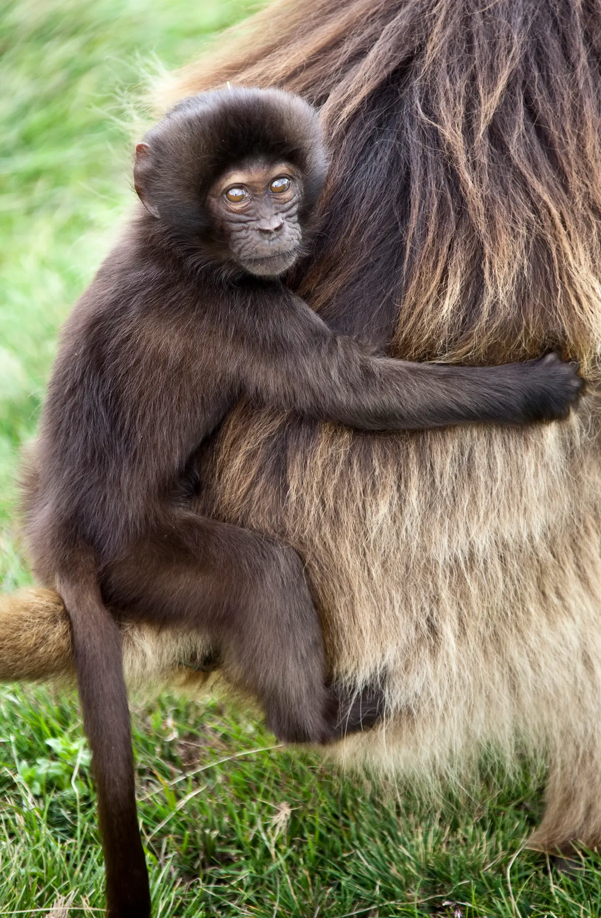 Wild gelada infant clinging to its mother's side in Ethiopia