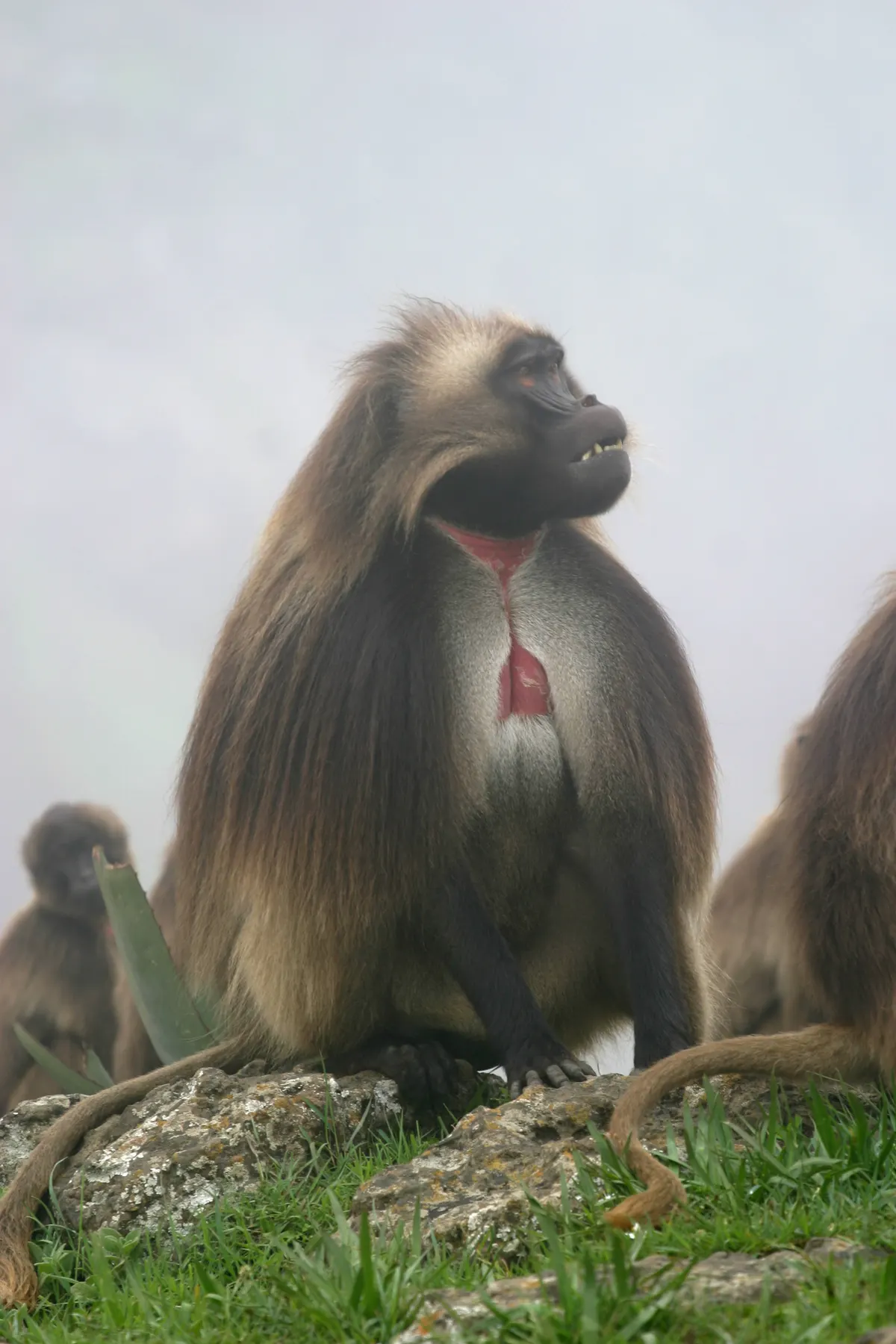 Gelada seated low among grass while feeding in Ethiopia
