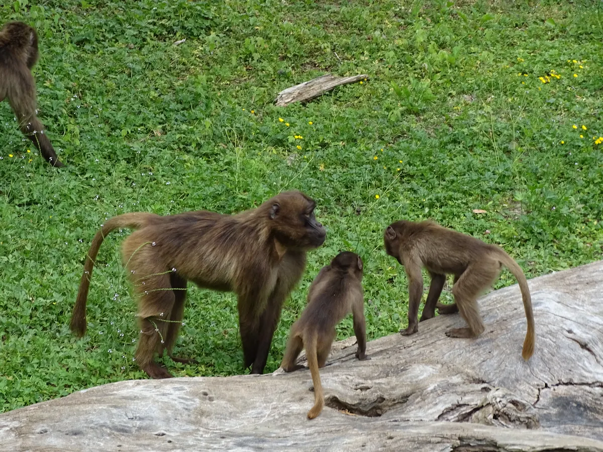 Several geladas gathered together on open ground
