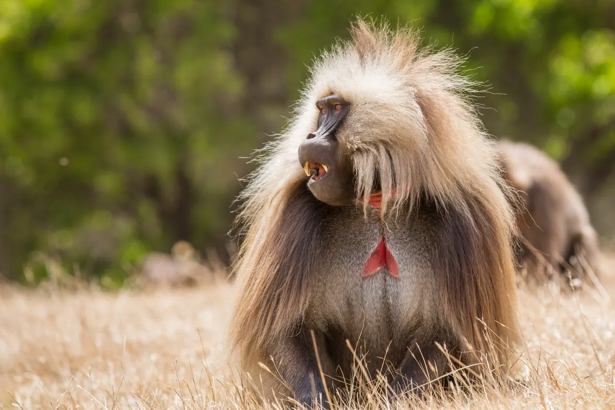 Male gelada in dry-season grassland in the Simien Mountains