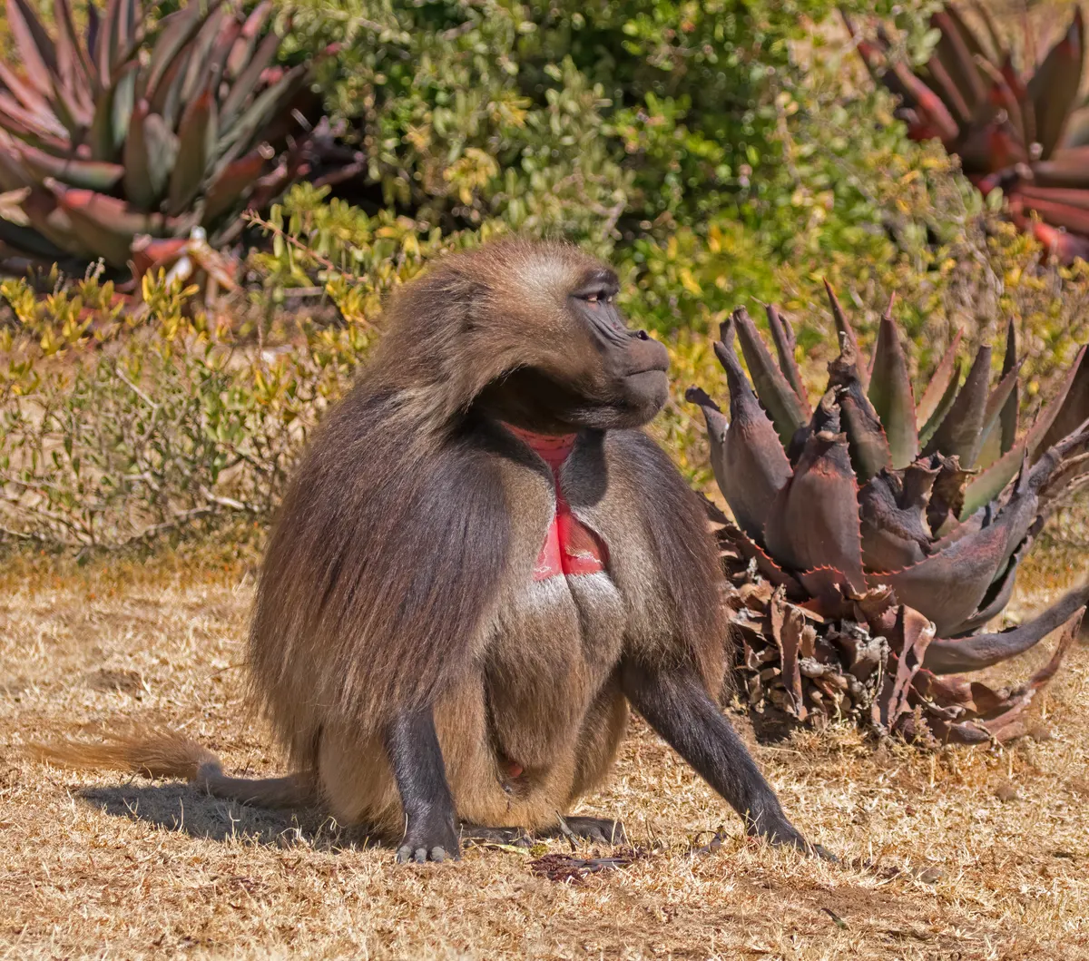 Adult southern gelada standing in Ethiopian highland vegetation