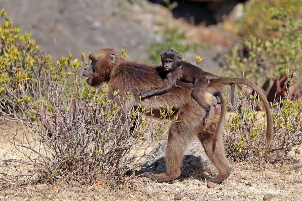 Cercopithecidae Animals