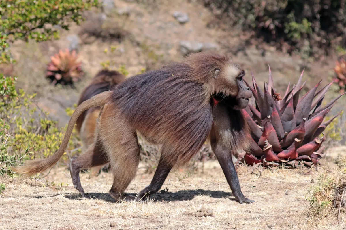 Adult male gelada walking through Ethiopian highland grass