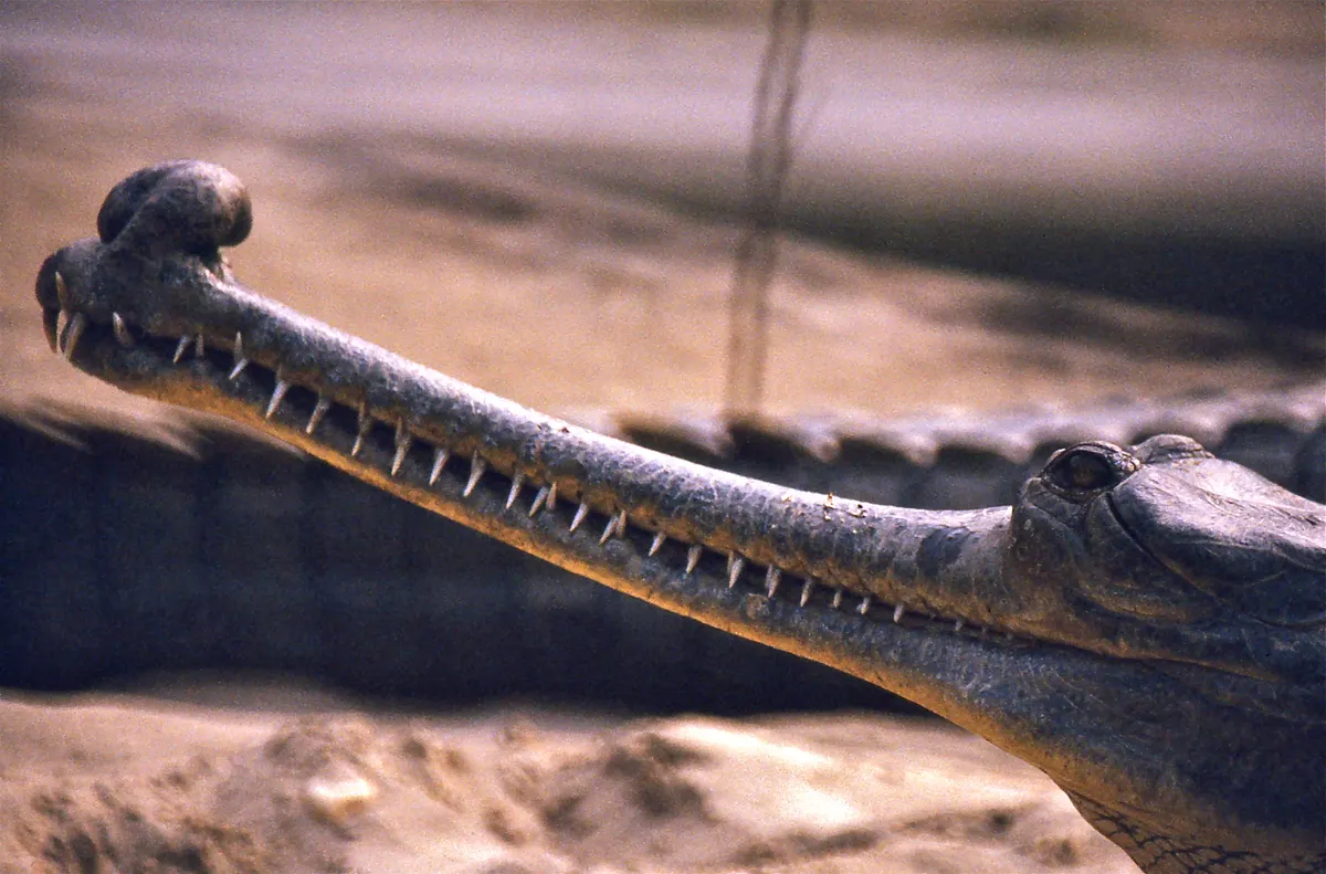 Gharial floating at the surface with its long snout resting on the water