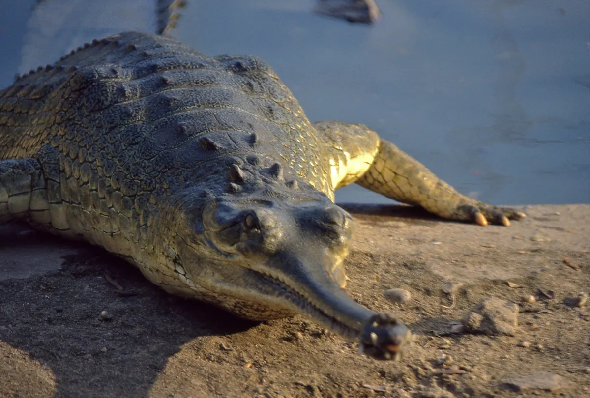 Gharial resting half-submerged at the water's edge