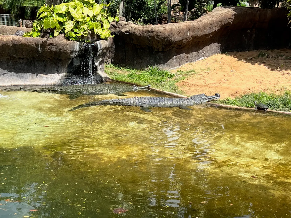 Two gharials resting together at the edge of the water