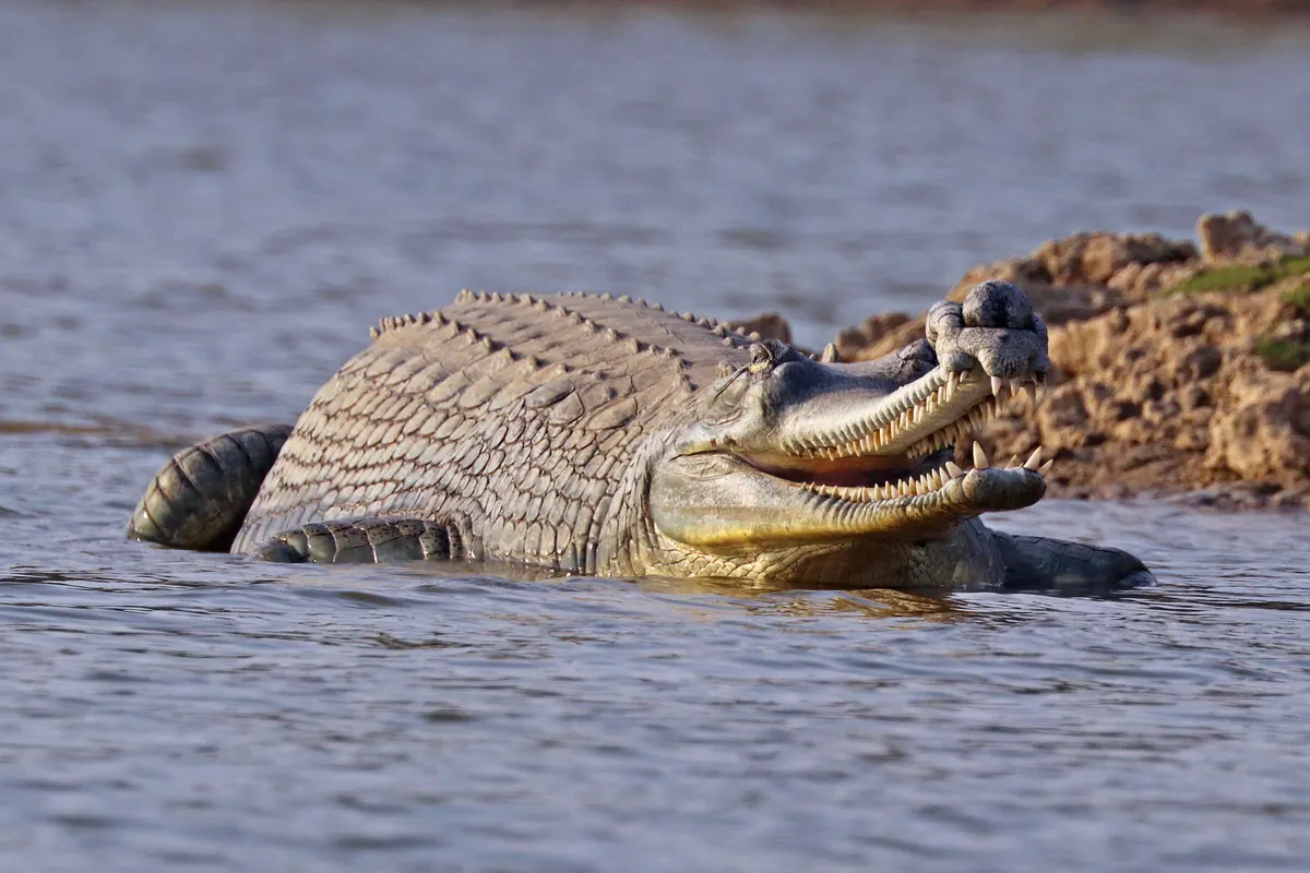 Male gharial resting with its long narrow snout and bulbous nose tip